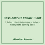 Passionfruit Yellow plant 7 gallon – real photo coming soon
