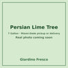Persian Lime tree 7 gallon – real photo coming soon