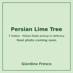 Persian Lime tree 7 gallon – real photo coming soon