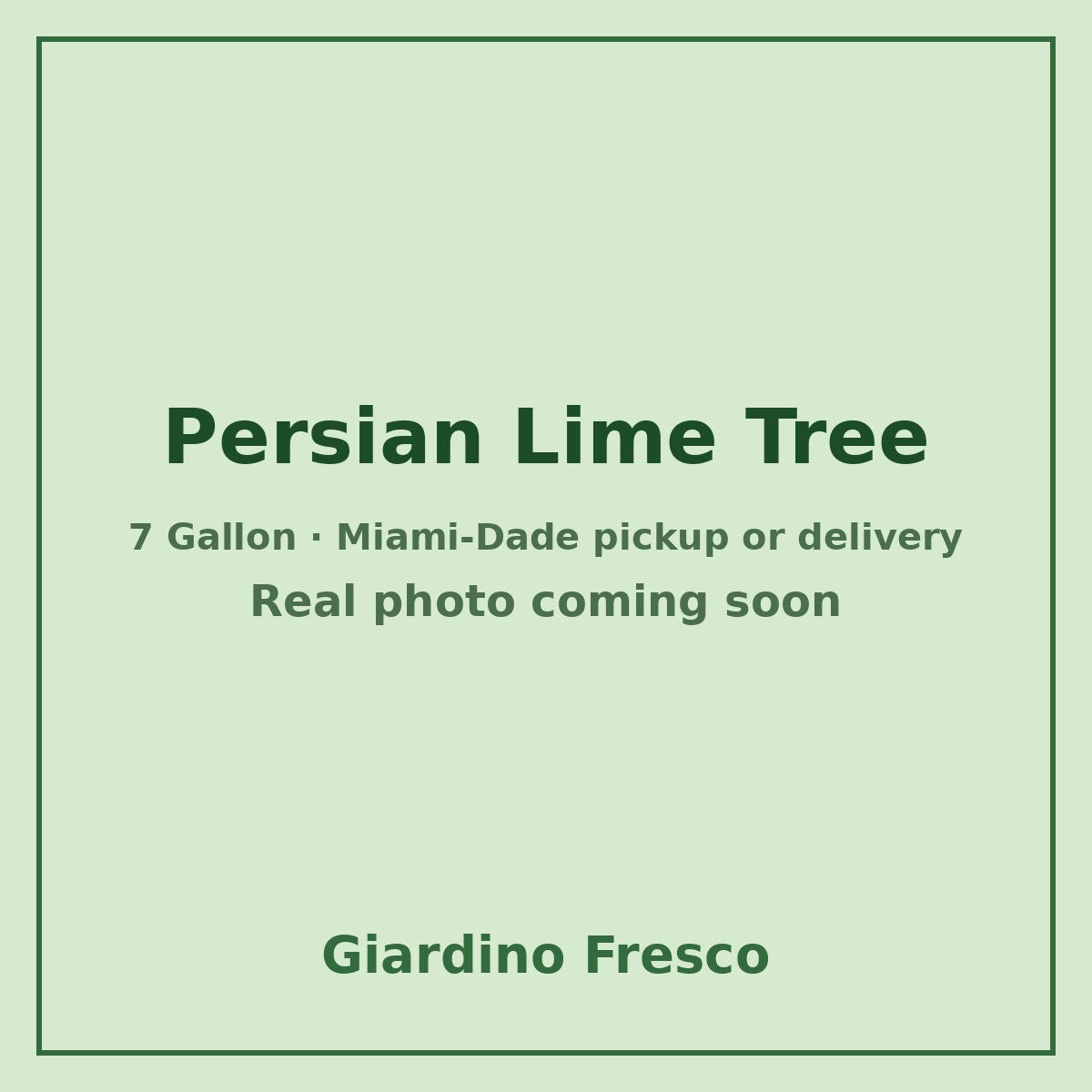 Persian Lime tree 7 gallon – real photo coming soon