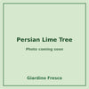 Persian Lime Tree 1 gallon – photo coming soon – Giardino Fresco