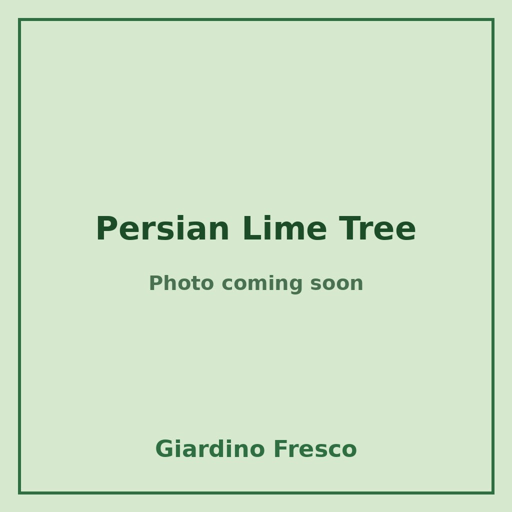 Persian Lime Tree 1 gallon – photo coming soon – Giardino Fresco