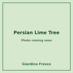 Persian Lime Tree 3 gallon – photo coming soon – Giardino Fresco