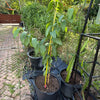 Ruby Supreme guava trees in 7 gallon pots at our Miami nursery