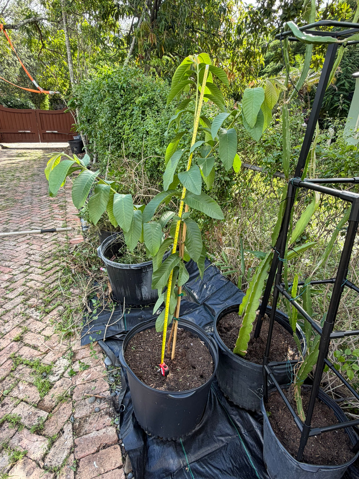 Ruby Supreme guava trees in 7 gallon pots at our Miami nursery