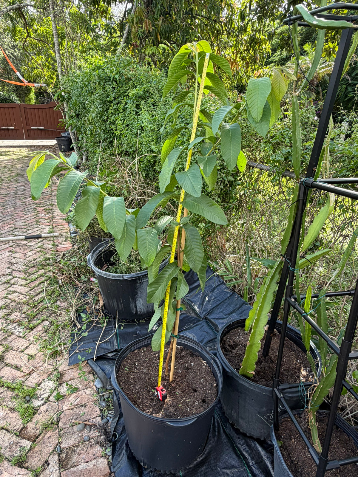 Ruby Supreme guava tree in 7 gallon pot with measuring tape, Miami