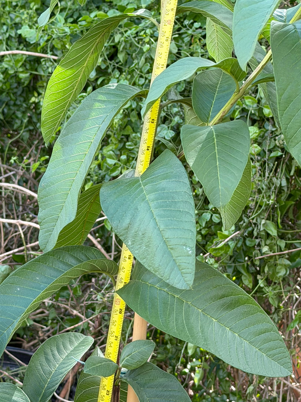 Close-up of Ruby Supreme guava leaves beside a measuring tape, Miami