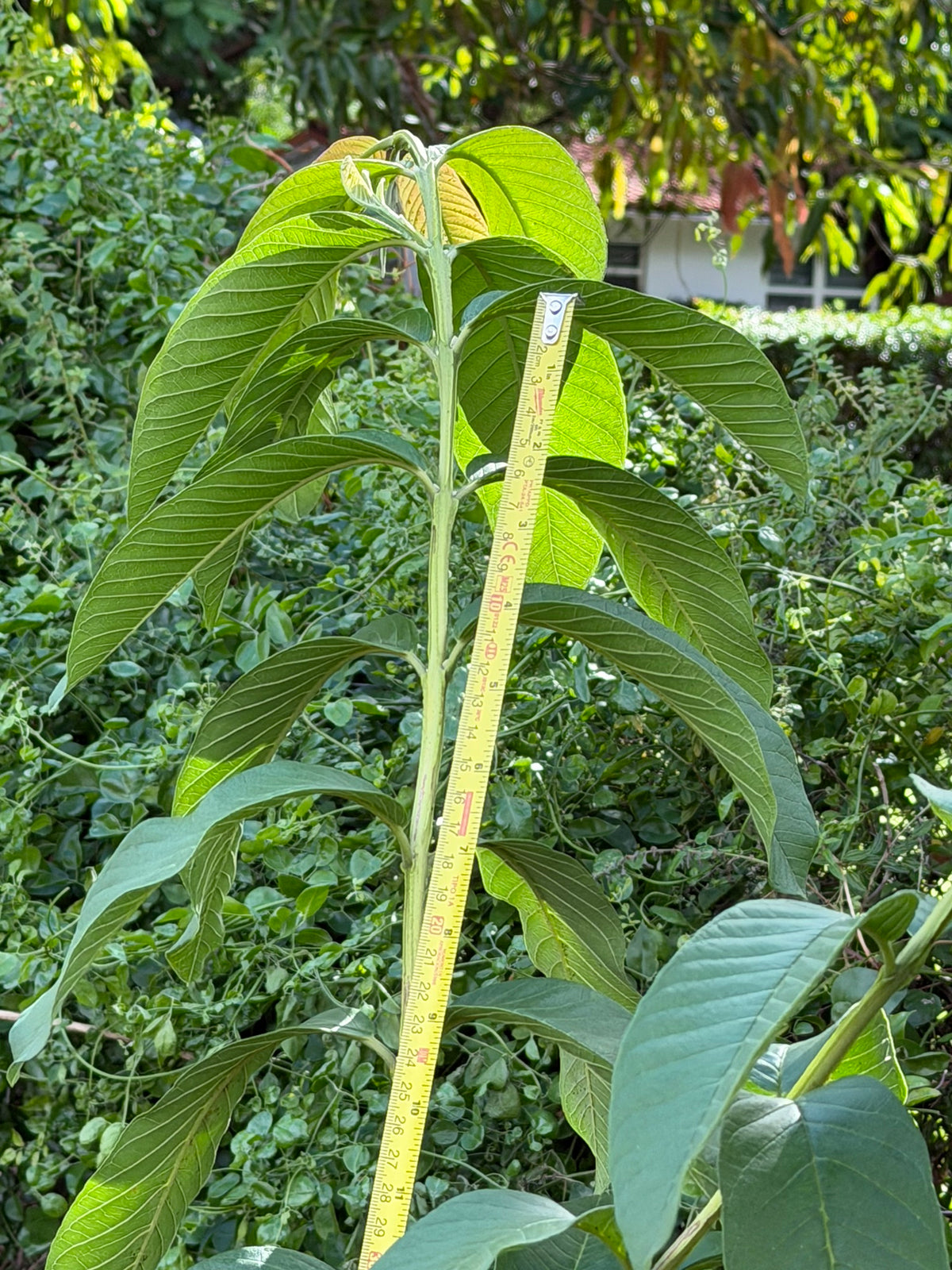 Ruby Supreme guava tree foliage and height measurement, Miami