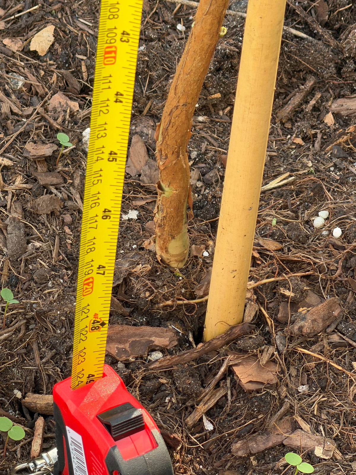 Ruby Supreme guava tree trunk with measuring tape showing caliper, Miami
