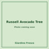 Russell Avocado Tree 3 gallon – photo coming soon – Giardino Fresco