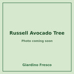 Russell Avocado Tree 3 gallon – photo coming soon – Giardino Fresco