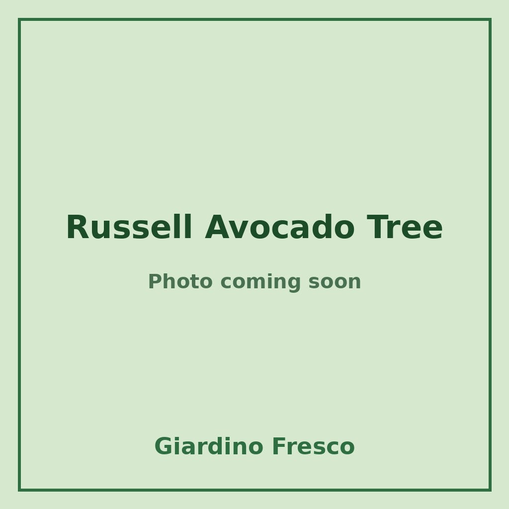 Russell Avocado Tree 3 gallon – photo coming soon – Giardino Fresco