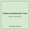 Sabara Jaboticaba Tree 3 gallon – photo coming soon – Giardino Fresco