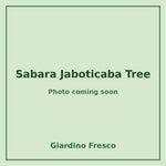Sabara Jaboticaba Tree 3 gallon – photo coming soon – Giardino Fresco