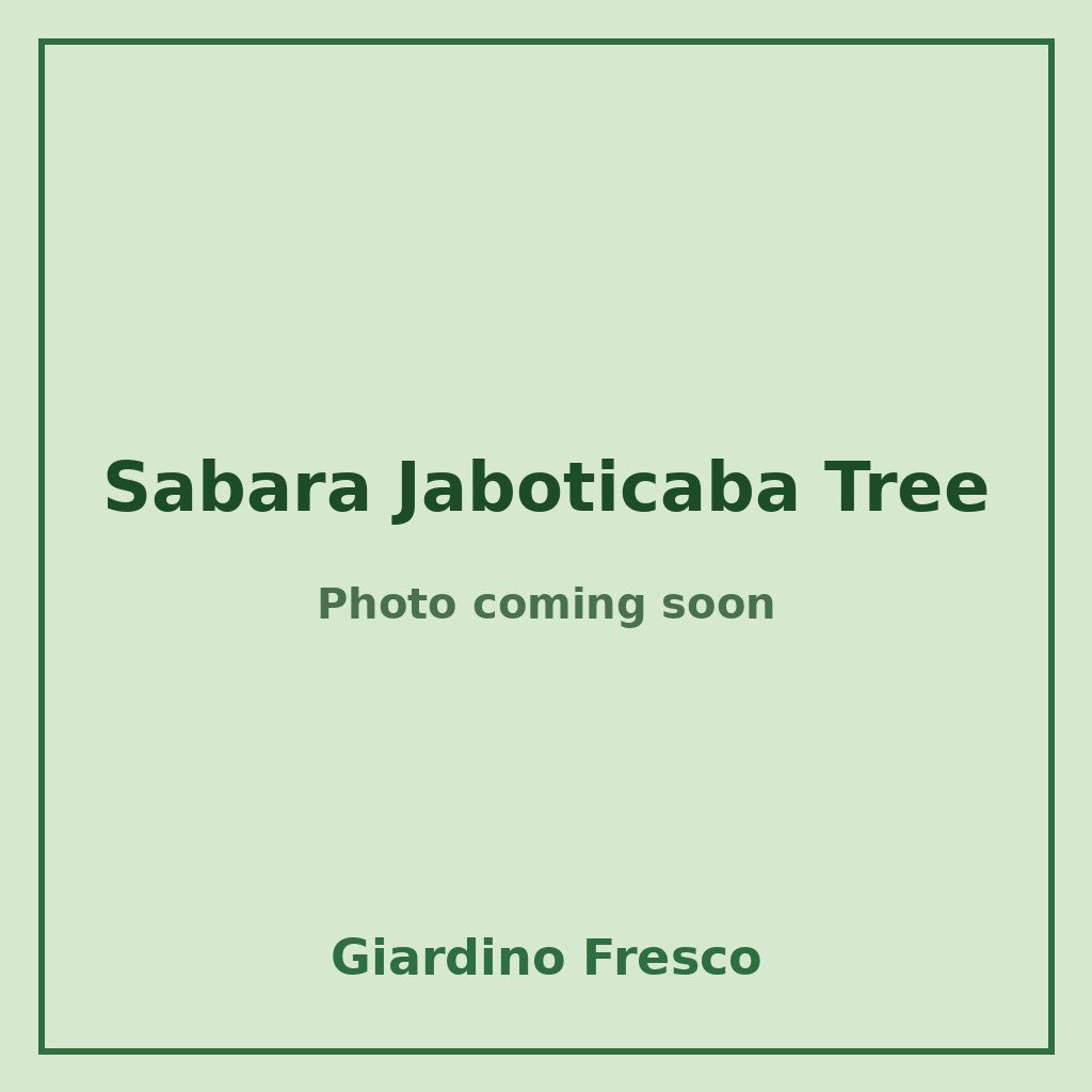 Sabara Jaboticaba Tree 3 gallon – photo coming soon – Giardino Fresco