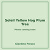 Soleil Yellow Hog Plum Tree 3 gallon – photo coming soon – Giardino Fresco