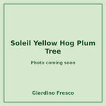 Soleil Yellow Hog Plum Tree 3 gallon – photo coming soon – Giardino Fresco