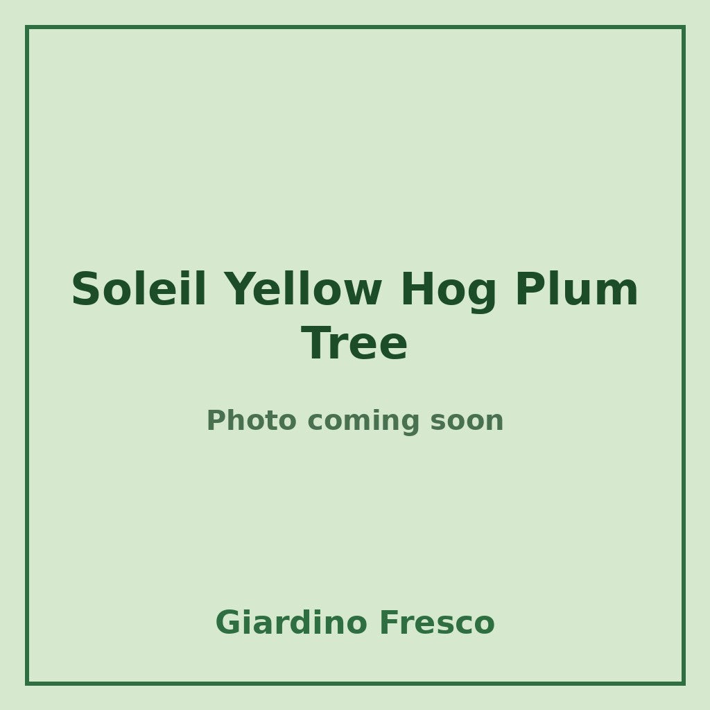 Soleil Yellow Hog Plum Tree 3 gallon – photo coming soon – Giardino Fresco