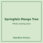 Springfels Mango Tree 3 gallon – photo coming soon – Giardino Fresco