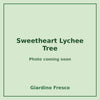 Sweetheart Lychee Tree 3 gallon – photo coming soon – Giardino Fresco