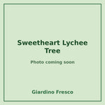 Sweetheart Lychee Tree 3 gallon – photo coming soon – Giardino Fresco