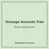 Tonnage Avocado Tree 3 gallon – photo coming soon – Giardino Fresco