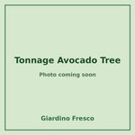 Tonnage Avocado Tree 3 gallon – photo coming soon – Giardino Fresco