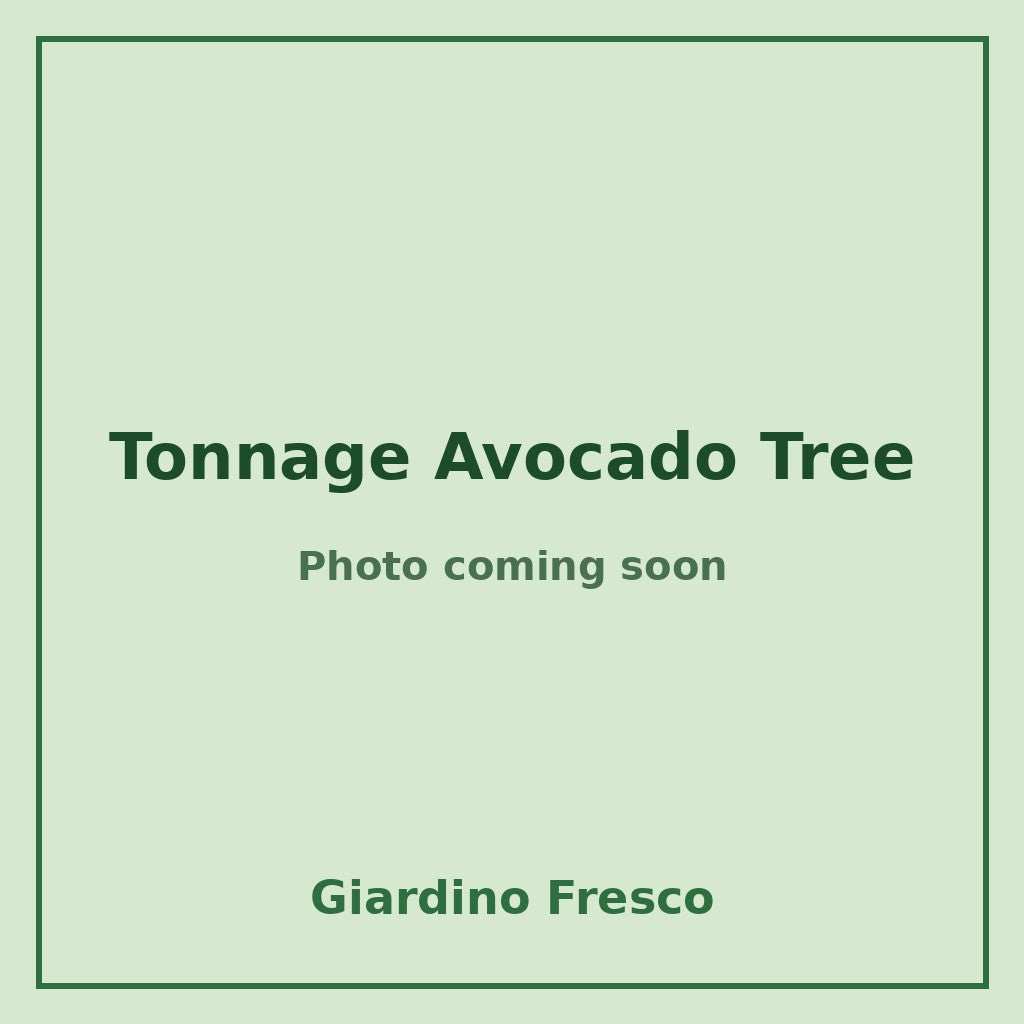 Tonnage Avocado Tree 3 gallon – photo coming soon – Giardino Fresco