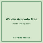 Waldin Avocado Tree 3 gallon – photo coming soon – Giardino Fresco