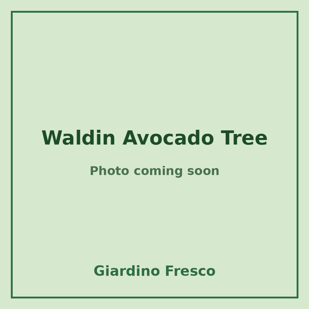 Waldin Avocado Tree 3 gallon – photo coming soon – Giardino Fresco