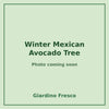Winter Mexican Avocado Tree 3 gallon – photo coming soon – Giardino Fresco