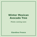 Winter Mexican Avocado Tree 3 gallon – photo coming soon – Giardino Fresco