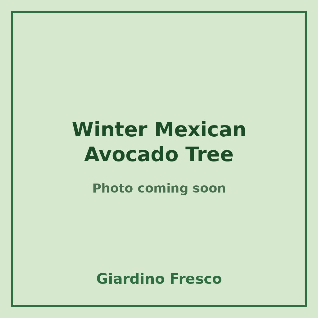 Winter Mexican Avocado Tree 3 gallon – photo coming soon – Giardino Fresco